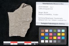 Foto (Objekt + Etikett) von Callitris brongniartii Endl. (NHMW-GEO-2024-0188-6649)